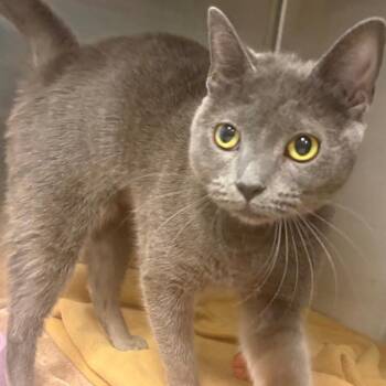 Gracie -  Domestic Short Hair Cat for Adoption in East Hanover, New Jersey - Gracie | PetCurious