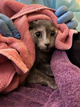 Winnie -  Domestic Short Hair Cat for Adoption in Raleigh, North Carolina - Winnie | PetCurious
