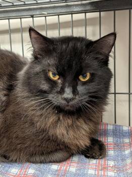 Domestic Medium Hair Cats Available for Adoption - Coal | PetCurious