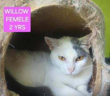 British Shorthair and Domestic Short Hair Cats Available for Adoption in Ridgefield, Connecticut - Willow | PetCurious