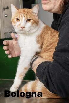 Bologna -  Domestic Short Hair Cat for Adoption in Macomb, Illinois - Bologna | PetCurious