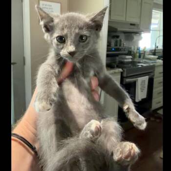 Bandit -  Domestic Short Hair Cat for Adoption in Midland, Texas - Bandit | PetCurious
