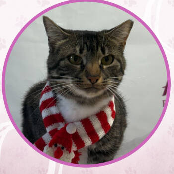 Rescue Domestic Short Hair Cats for Adoption in Toms River, New Jersey - Tiramisu | PetCurious