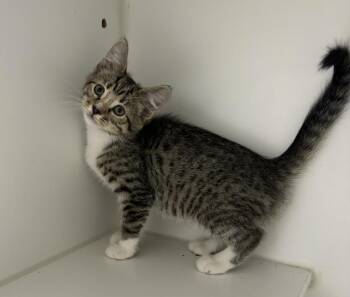 Honey -  Domestic Short Hair Cat for Adoption in Rochester, Indiana - Honey | PetCurious