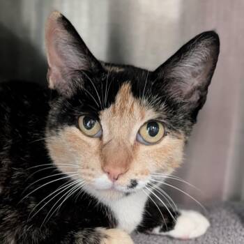 Cindy Cinnamon -  Domestic Short Hair Cat for Adoption in Seattle, Washington - Cindy Cinnamon | PetCurious