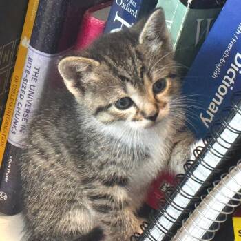 Saber -  Domestic Short Hair Cat for Adoption in Zimmerman, Minnesota - Saber | PetCurious