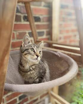 Rescue Domestic Short Hair Cats for Adoption in West Lawn, Pennsylvania - Splinch | PetCurious