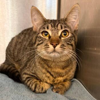 Domestic Short Hair Cats Available for Adoption - Michaela | PetCurious