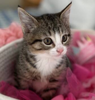 Rescue Tabby Cats for Adoption in San Antonio, Texas - Lilly | PetCurious