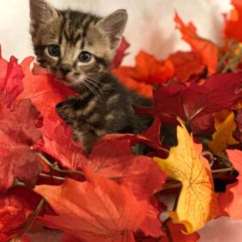 Legend -  Domestic Short Hair Cat for Adoption in Newcastle, Oklahoma - Legend | PetCurious