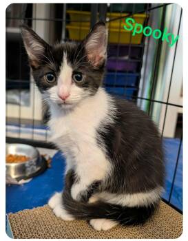 Rescue American Shorthair Cats for Adoption in Orlando, Florida - Spooky ( Orlando Fl) | PetCurious