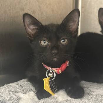 CO0494 Maxima -  Domestic Short Hair Cat for Adoption in Port Washington, New York - CO0494 Maxima | PetCurious