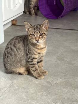 Neo -  Domestic Short Hair Cat for Adoption in Hamilton, Ontario - Neo | PetCurious