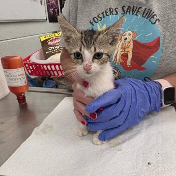 Happy -  Domestic Short Hair Cat for Adoption in Chattanooga, Tennessee - Happy | PetCurious