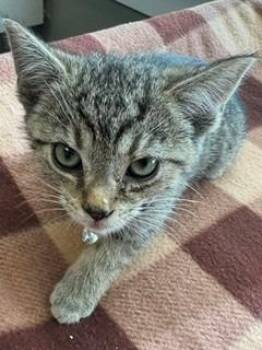 Delta -  Domestic Short Hair Cat for Adoption in Sidney, Ohio - Delta | PetCurious