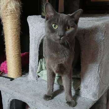 Domestic Short Hair Cats Available for Adoption in Tulsa, Oklahoma - Birdette | PetCurious