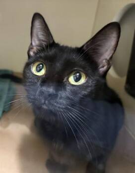 MISHA -  Domestic Short Hair Cat for Adoption in Dedham, Massachusetts - MISHA | PetCurious