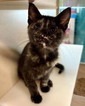 Snorkel -  Domestic Short Hair Cat for Adoption in Novato, California - Snorkel | PetCurious