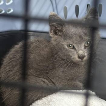 Trumpet -  Domestic Short Hair Cat for Adoption in Greensboro, North Carolina - Trumpet | PetCurious