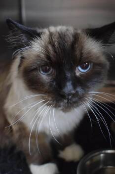 Gumby -  Siamese Cat for Adoption in Pahrump, Nevada - Gumby | PetCurious