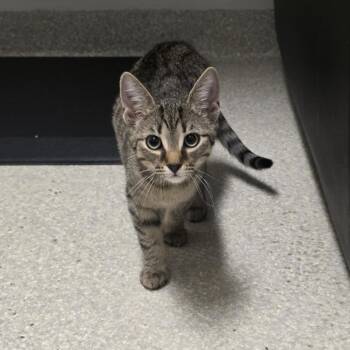 Nelly -  Domestic Short Hair Cat for Adoption - Nelly | PetCurious