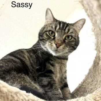 Tabby Cats Available for Adoption in Rushville, Illinois - Sassy | PetCurious