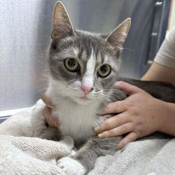 Selena -  Domestic Short Hair Cat Available for Adoption in Providence, Rhode Island - Selena | PetCurious