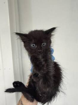 ELOISE -  Domestic Long Hair Cat for Adoption in San Bernardino, California - ELOISE | PetCurious