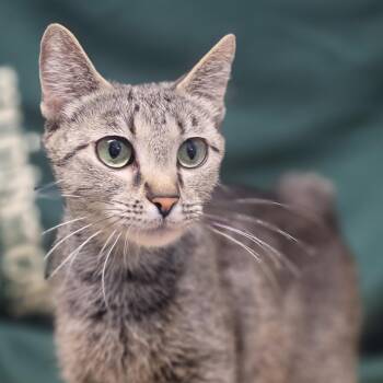 Judge -  Manx Cat for Adoption in Lowell, Arkansas - Judge | PetCurious