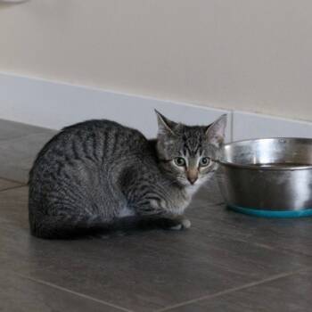 Rescue Domestic Short Hair Cats for Adoption in Calgary, Alberta - Buttons | PetCurious