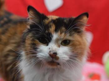 Domestic Medium Hair Cats Available for Adoption - Daffodil | PetCurious