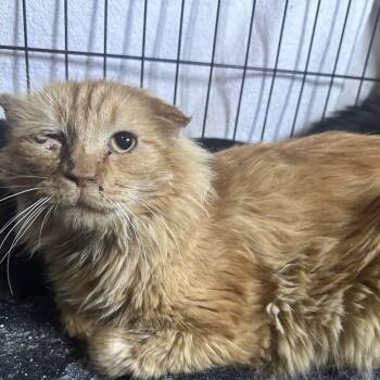 Domestic Short Hair Cats Available for Adoption - 14 - Clarance | PetCurious