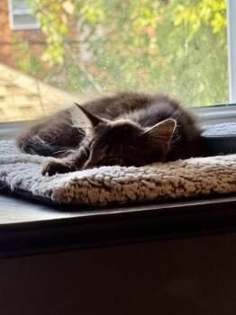 Dali aka Dolly -  Domestic Medium Hair Cat for Adoption in Ferndale, Michigan - Dali Aka Dolly | PetCurious
