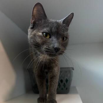 Rescue American Shorthair Cats for Adoption in Bethel, Connecticut - Millie | PetCurious