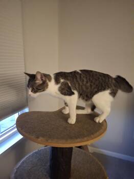 Domestic Short Hair Cats Available for Adoption in Wheaton, Illinois - April | PetCurious