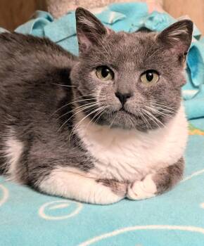 Domestic Short Hair Cats Available for Adoption - Nelson: Sweetie Pie! | PetCurious