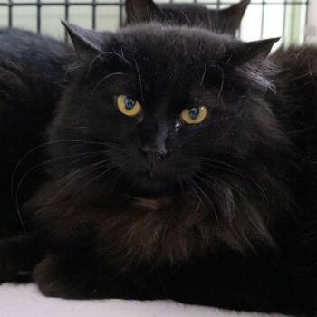 Domestic Long Hair Cats Available for Adoption in Mckean, Pennsylvania - Stormfly | PetCurious