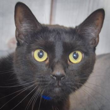 Toby -  Bombay and Domestic Short Hair Cat for Adoption in Huntley, Illinois - Toby | PetCurious