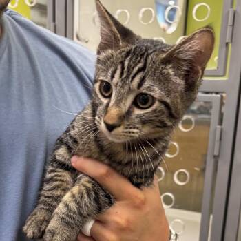 Leo -  Domestic Short Hair Cat for Adoption in Temecula, California - Leo | PetCurious