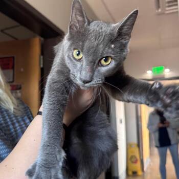 Unicorn Bob -  Domestic Short Hair Cat for Adoption in Columbiana, Alabama - Unicorn Bob | PetCurious