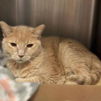 Domestic Short Hair Cats Available for Adoption in Davenport, Iowa - Egg Salad | PetCurious