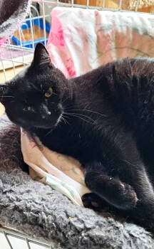 Rescue Domestic Short Hair Cats for Adoption in Berkeley Springs, West Virginia - Licorice | PetCurious