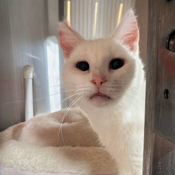 Rescue Domestic Short Hair Cats for Adoption in Salt Lake City, Utah - Blanca | PetCurious