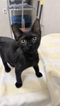 Kuna -  Domestic Short Hair Cat for Adoption in Honolulu, Hawaii - Kuna | PetCurious