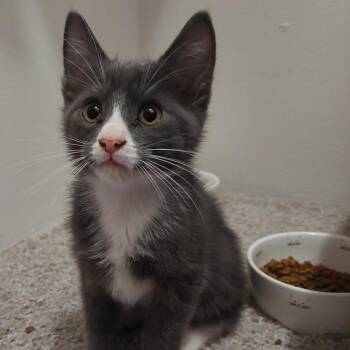 Domestic Short Hair Cats Available for Adoption in Huntsville, Alabama - Basil | PetCurious