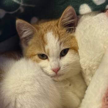Rescue Domestic Short Hair Cats for Adoption in Redwood Valley, California - No Home Stalone | PetCurious