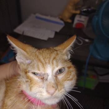 Rescue Domestic Short Hair Cats for Adoption in Hannibal, Missouri - Sonata | PetCurious