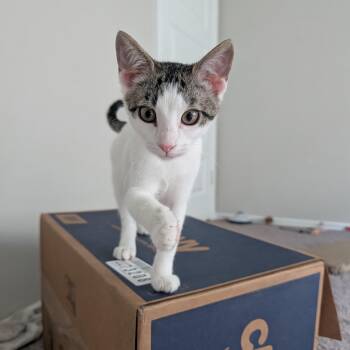 Baby Mia -  Domestic Short Hair Cat for Adoption in Liverpool, Texas - Baby Mia | PetCurious