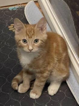 Porschio OR14445-T -  Domestic Short Hair Cat for Adoption in Missouri City, Texas - Porschio OR14445-T | PetCurious