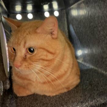 Domestic Short Hair Cats Available for Adoption - Barbell (2) | PetCurious